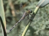 J17_1416 Orthetrum trinacria female